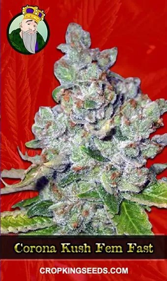 Corona Kush Feminized Fast Version Marijuana Seeds