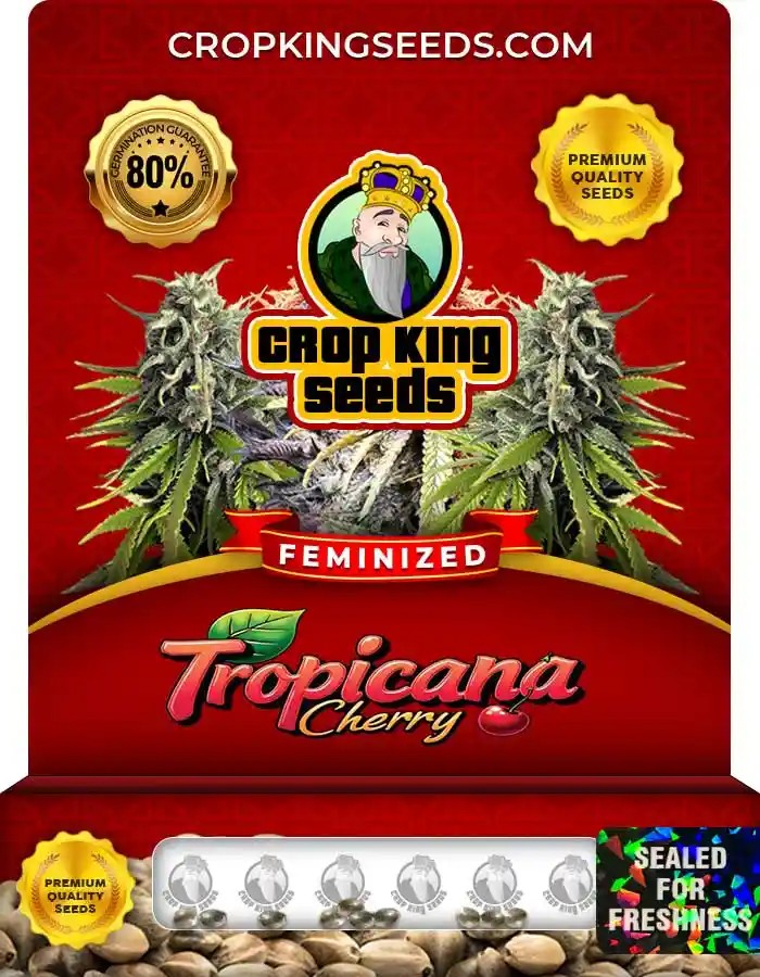 Tropicana Cherry Strain Feminized Seeds