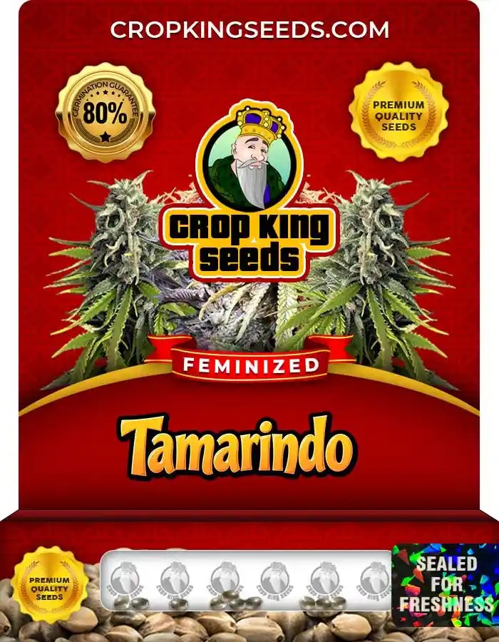 Tamarindo Strain Feminized Seeds
