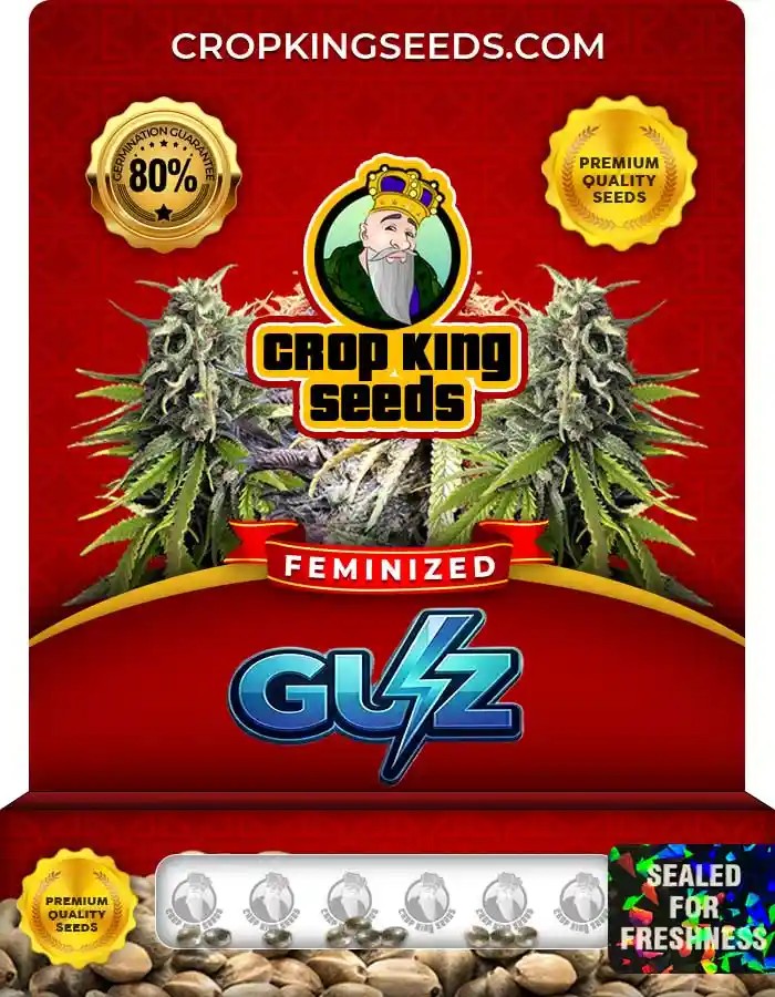 Guz Strain Feminized Seeds