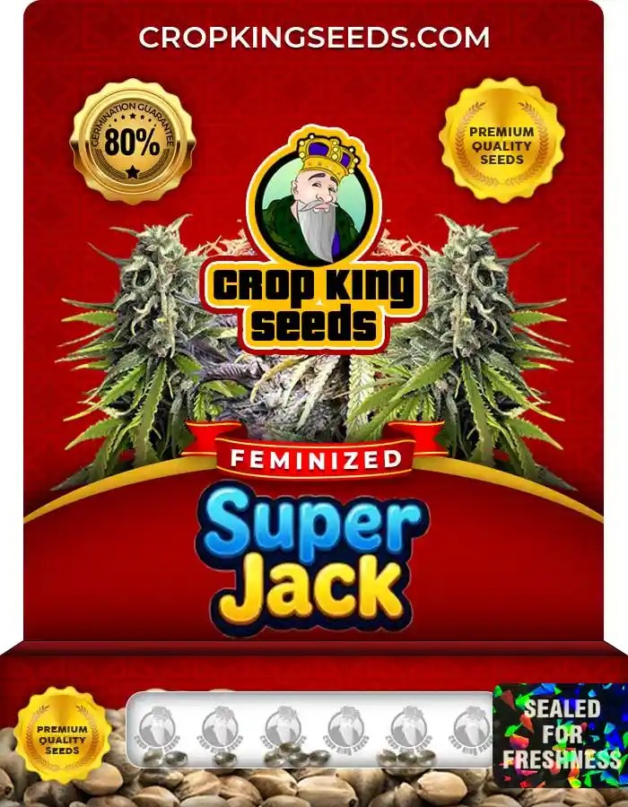 Super Jack Strain Feminized Marijuana Seeds
