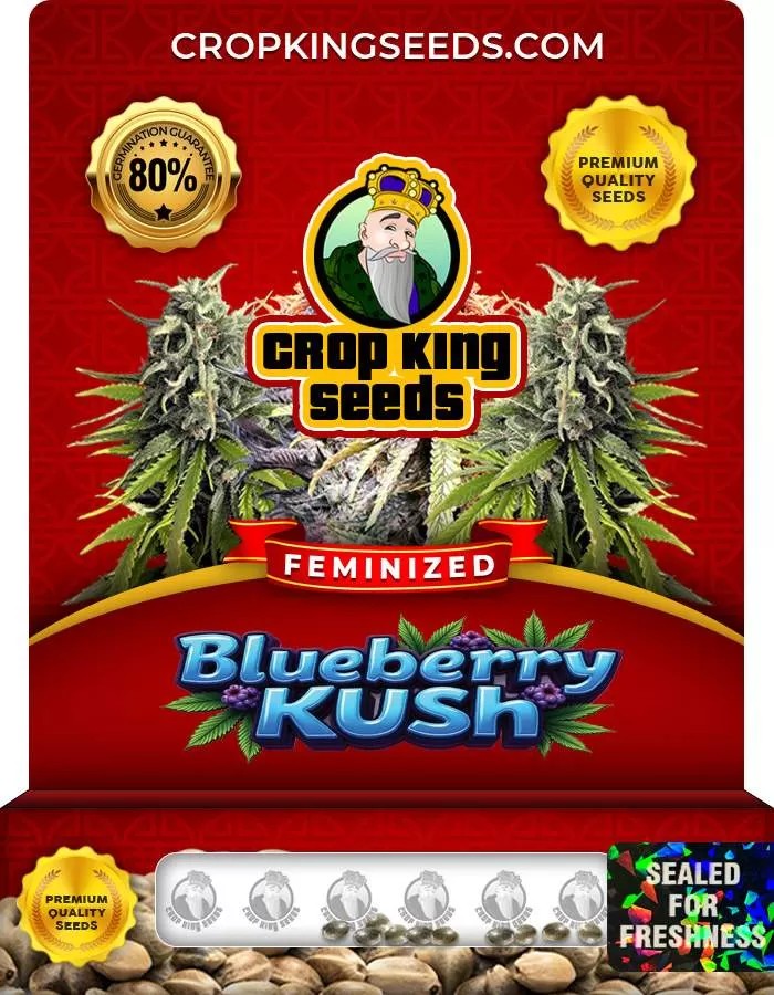 Blueberry Kush Feminized Seeds