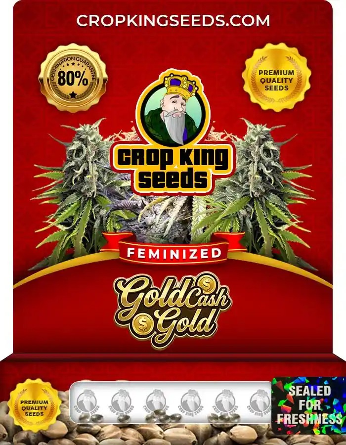 Gold Cash Gold Strain Feminized Marijuana Seeds