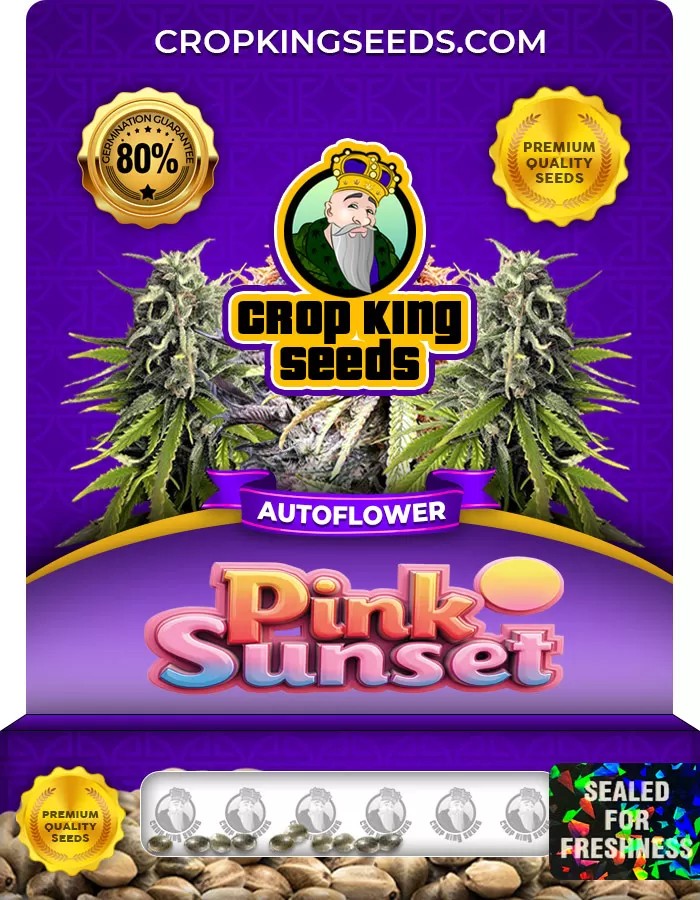 Pink Sunset Autoflower Marijuana Seeds