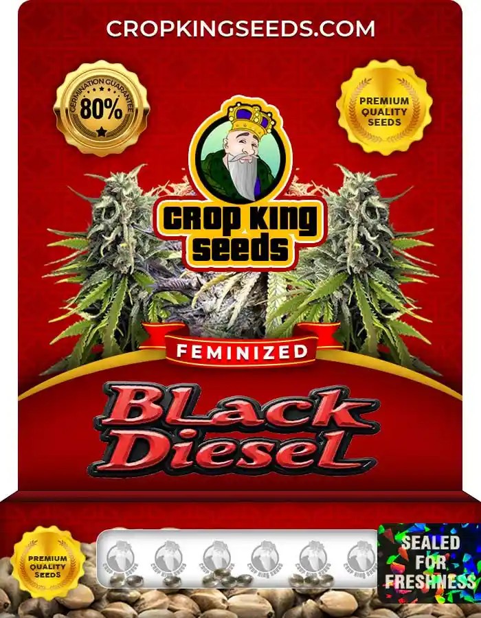Black Diesel Strain Feminized Marijuana Seeds