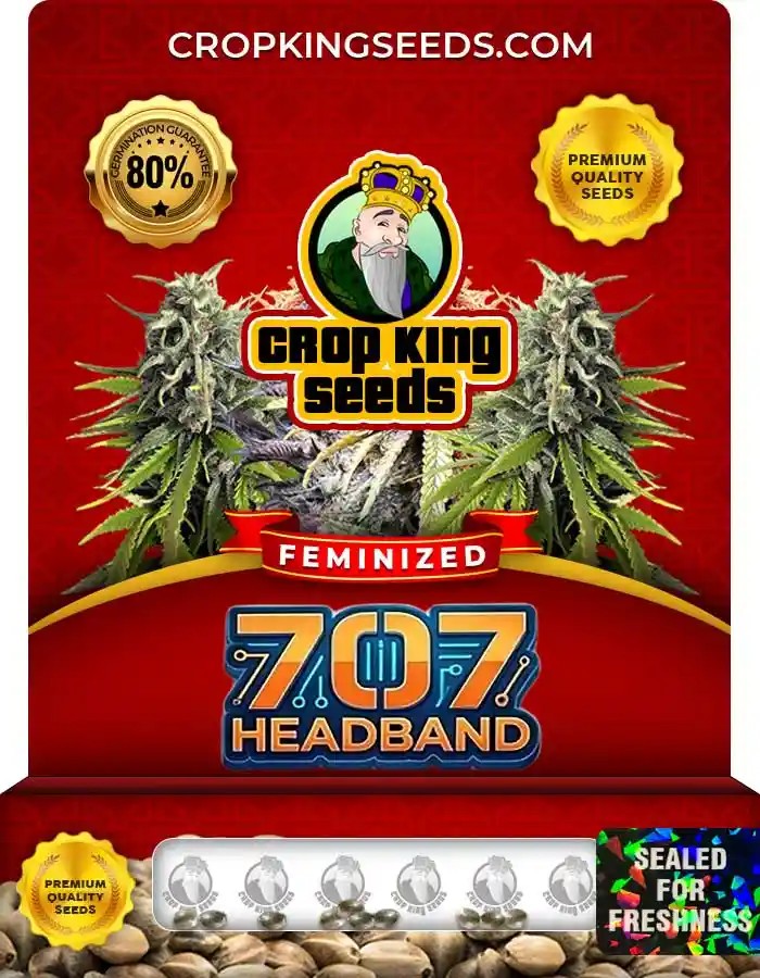 707 Headband Strain Feminized Marijuana Seeds