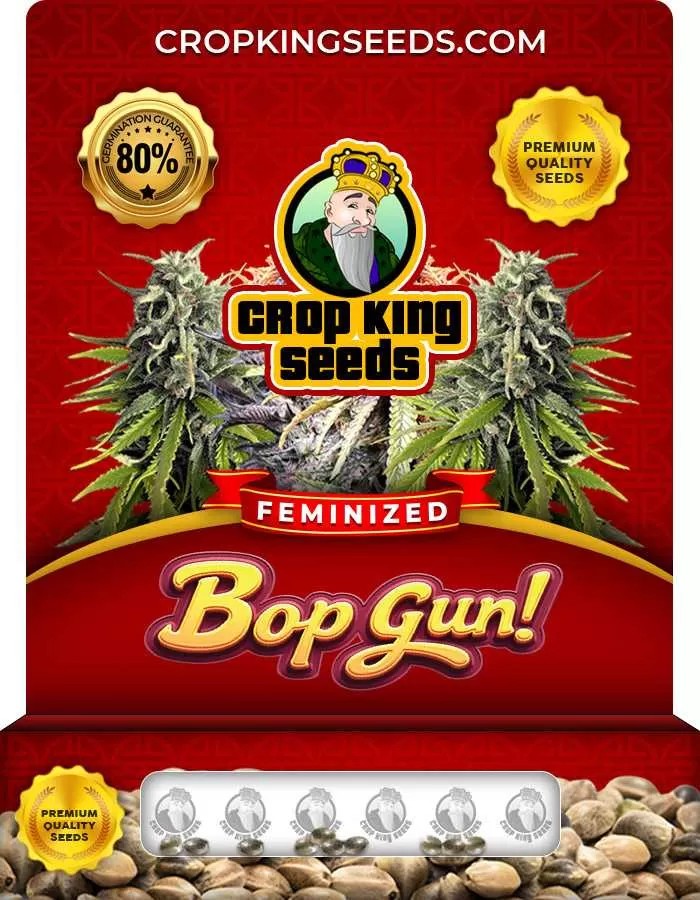 Bop Gun Strain Feminized Marijuana Seeds