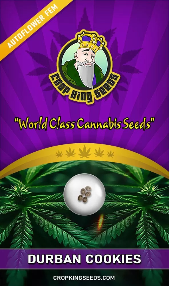 Durban Cookies Strain Autoflower Seeds