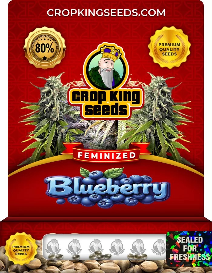Blueberry Strain Feminized Marijuana Seeds