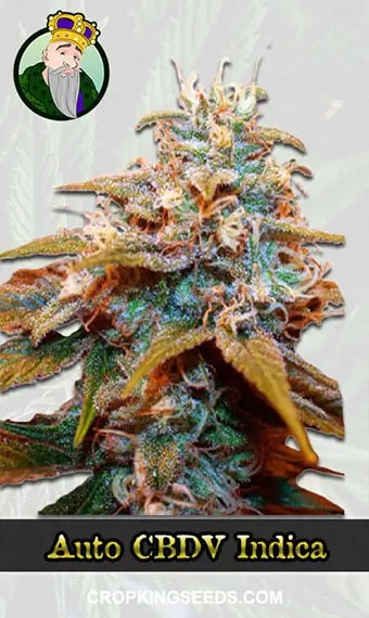 Autoflower CBDV Indica Strain Marijuana Seeds