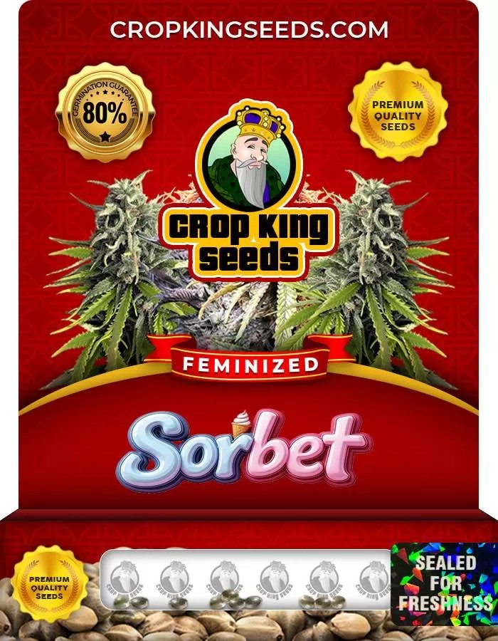 Sorbet Strain Feminized Marijuana Seeds