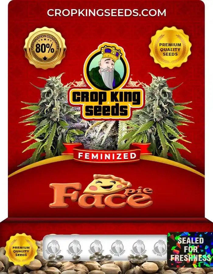 Pie Face Strain Feminized Marijuana Seeds