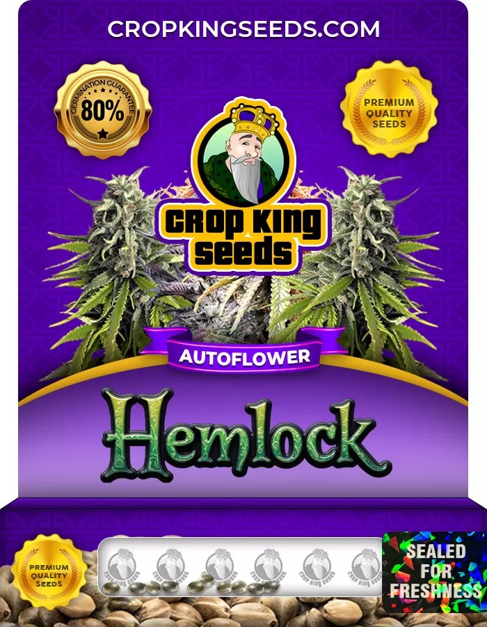 Hemlock Autoflower Marijuana Seeds