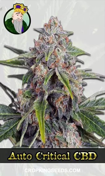 Auto Critical (CBD Auto) Strain Marijuana Seeds