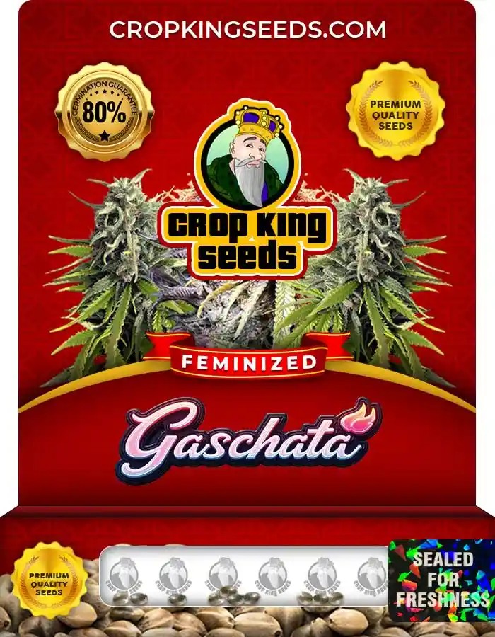 Gaschata Strain Feminized Marijuana Seeds