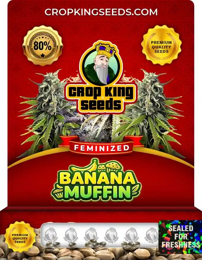Banana Muffin Strain Feminized Marijuana Seeds