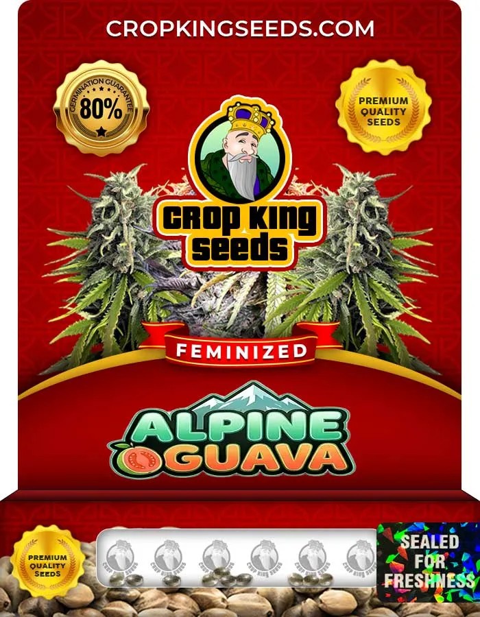 Alpine Guava Strain Feminized Seeds