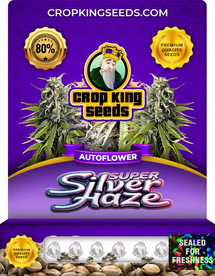 Super Silver Haze Autoflower Marijuana Seeds
