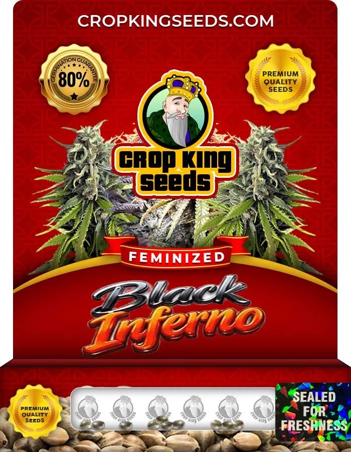 Black Inferno Strain Feminized Seeds
