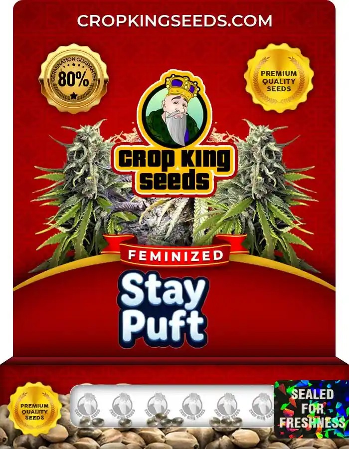 Stay Puft Strain Feminized Marijuana Seeds