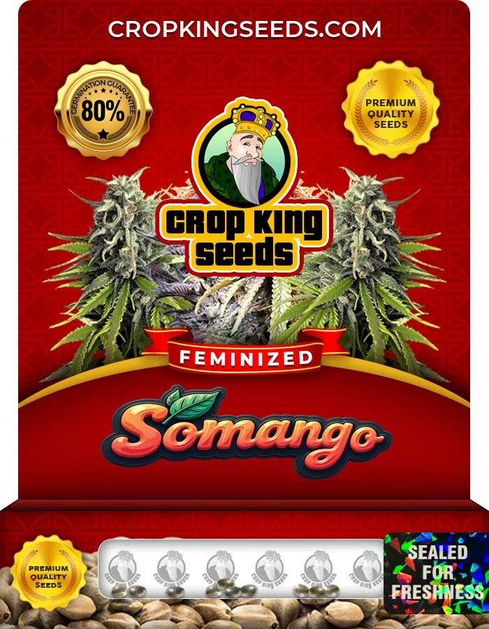Somango Feminized Marijuana Seeds
