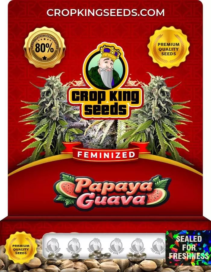 Papaya Guava Feminized Seeds
