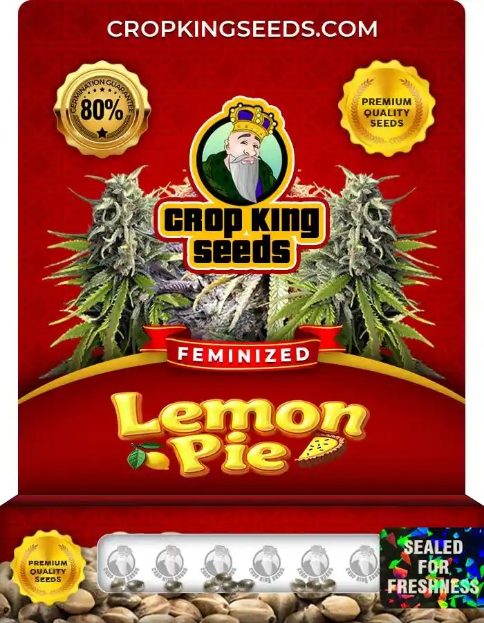 Lemon Pie Strain Feminized Marijuana Seeds