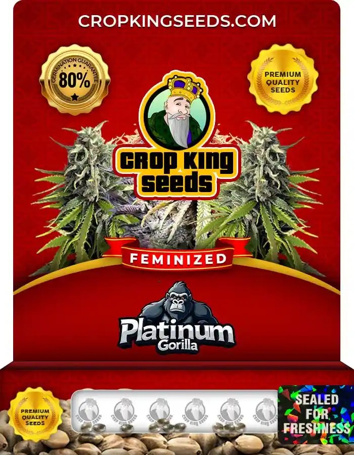 Platinum Gorilla Strain Feminized Marijuana Seeds