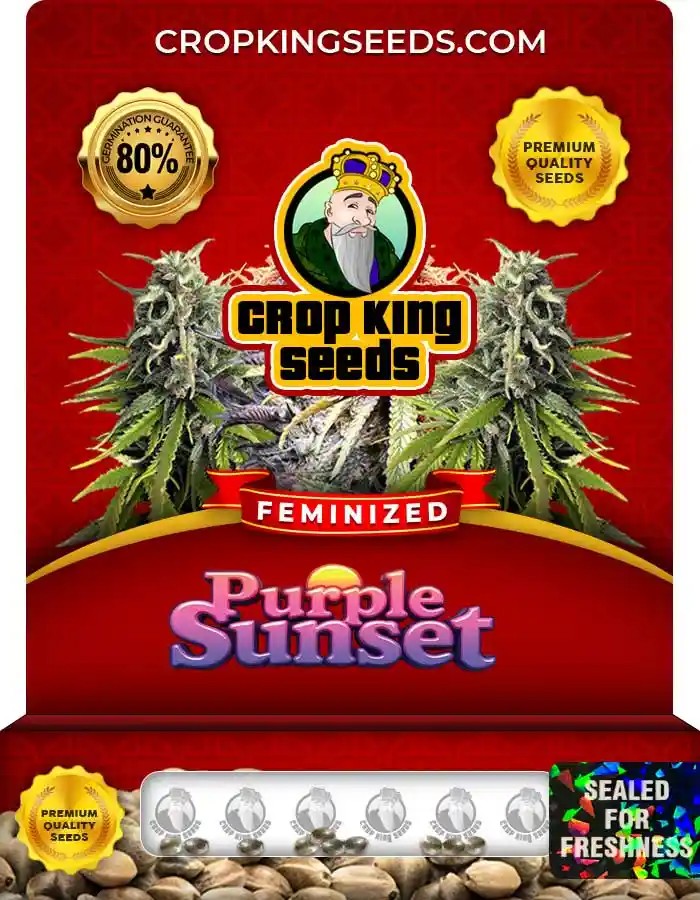 Purple Sunset Strain Feminized Marijuana Seeds