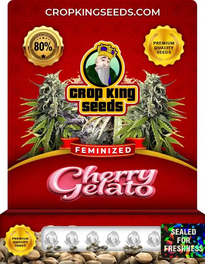 Cherry Gelato Strain Feminized Marijuana Seeds