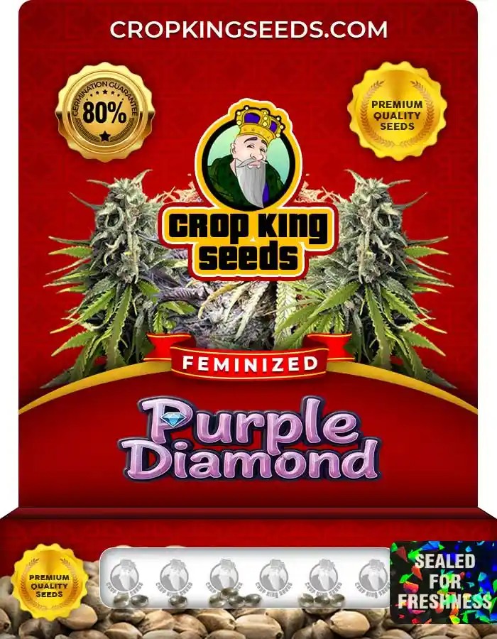 Purple Diamond Strain Feminized Seeds