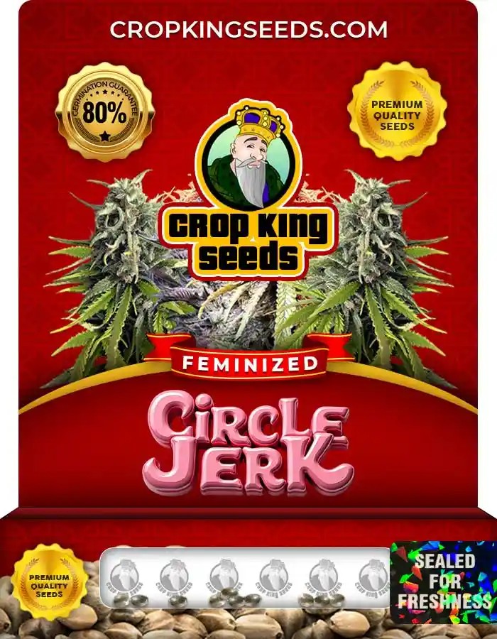 Circle Jerk Strain Feminized Seeds