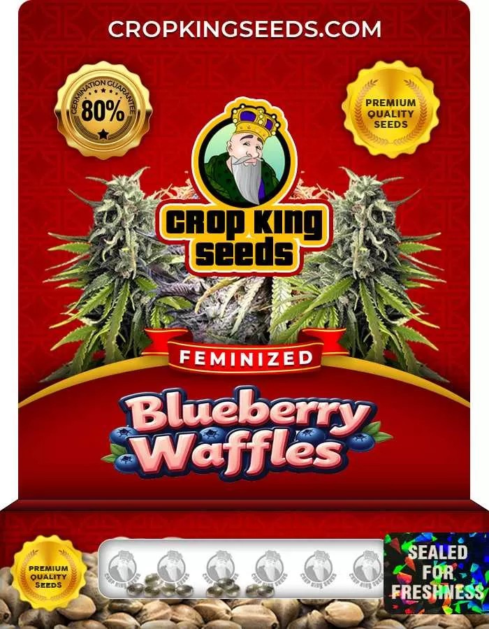 Blueberry Waffles Feminized Seeds