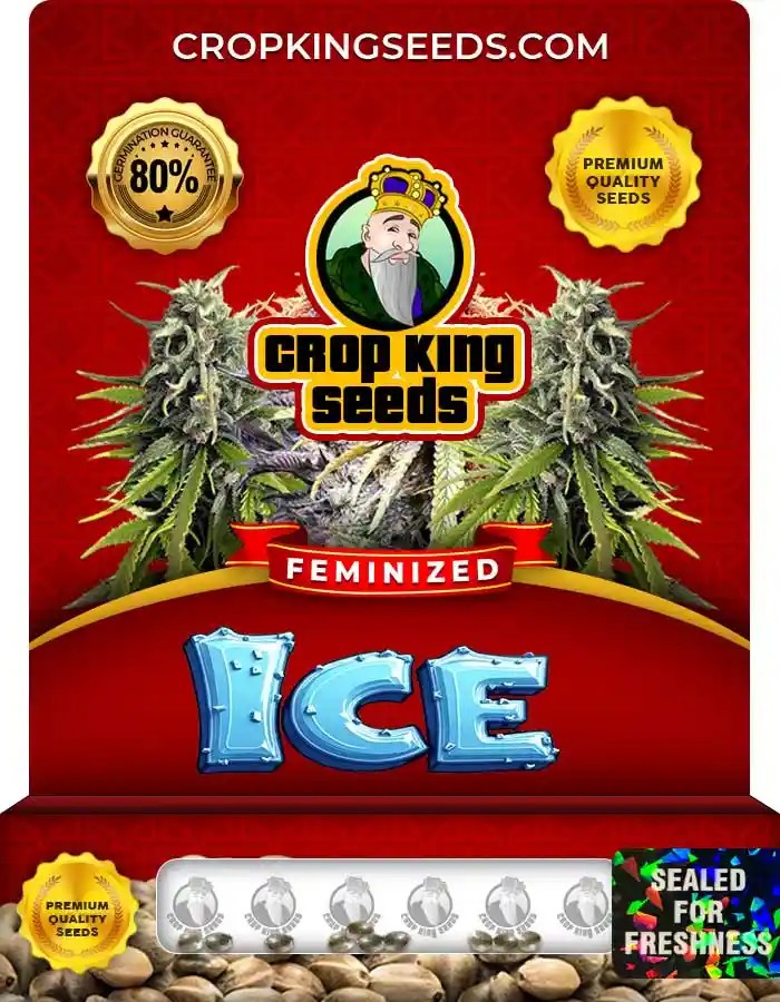 Ice Strain Feminized Marijuana Seeds