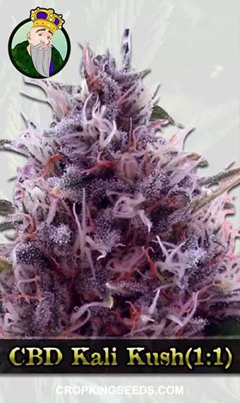 CBD Kali Kush Marijuana Seeds