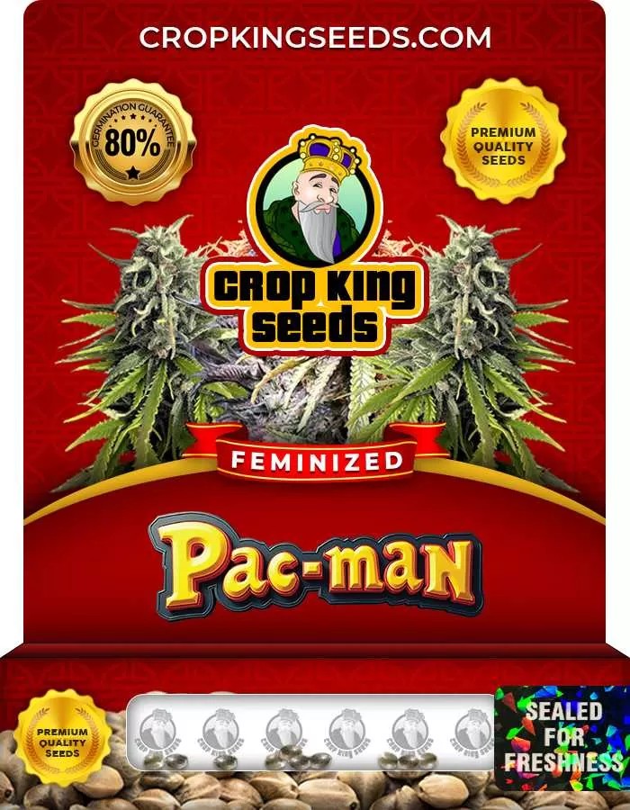Pacman Strain Feminized Marijuana Seeds
