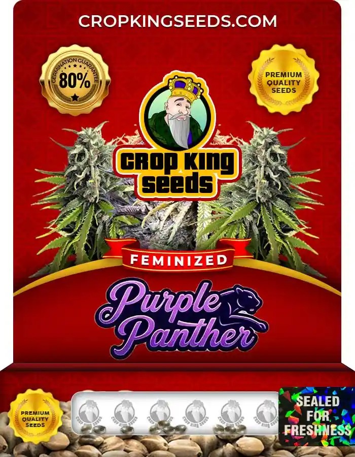 Purple Panther Feminized Seeds