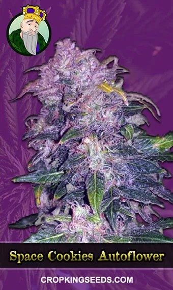 Space Cookies Autoflowering Marijuana Seeds