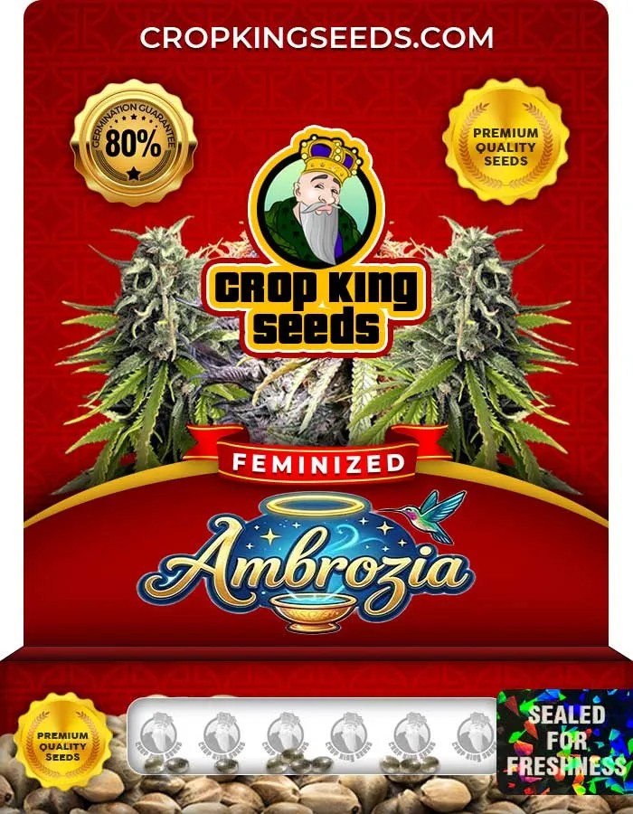 Ambrozia Strain Feminized Seeds
