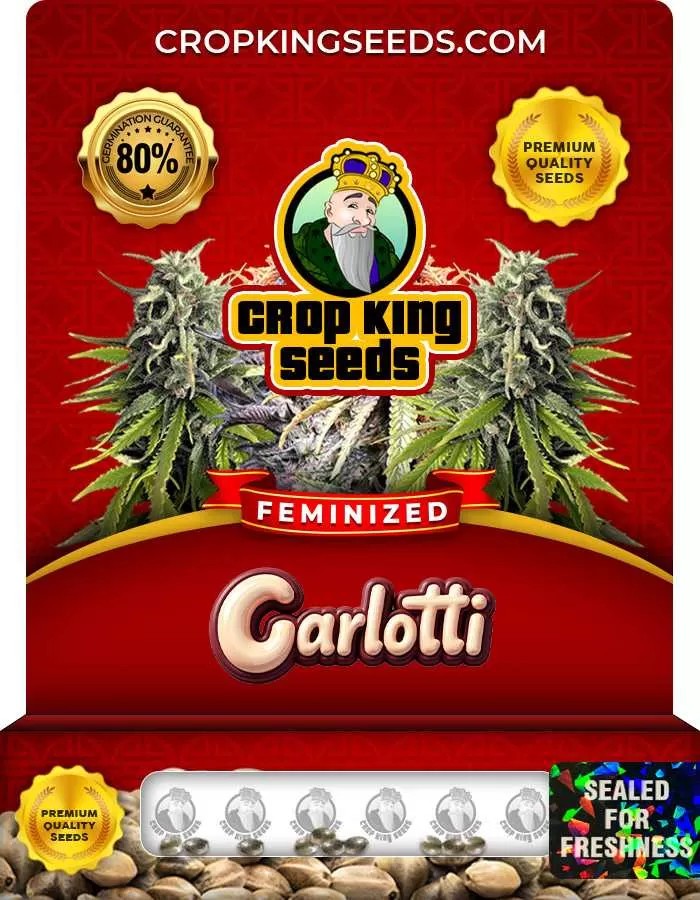 Garlotti Strain Feminized Marijuana Seeds