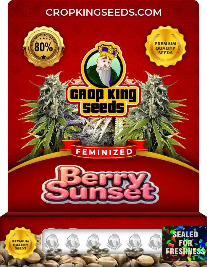 Berry Sunset Strain Feminized Seeds