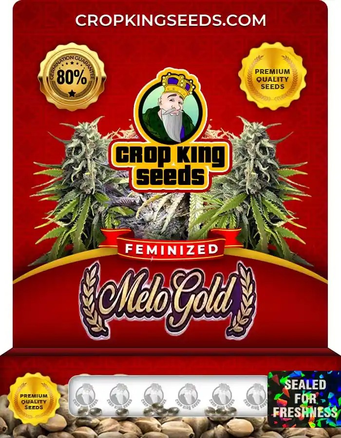 Melo Gold Strain Feminized Seeds