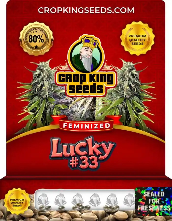 Lucky #33 Strain Feminized Seeds