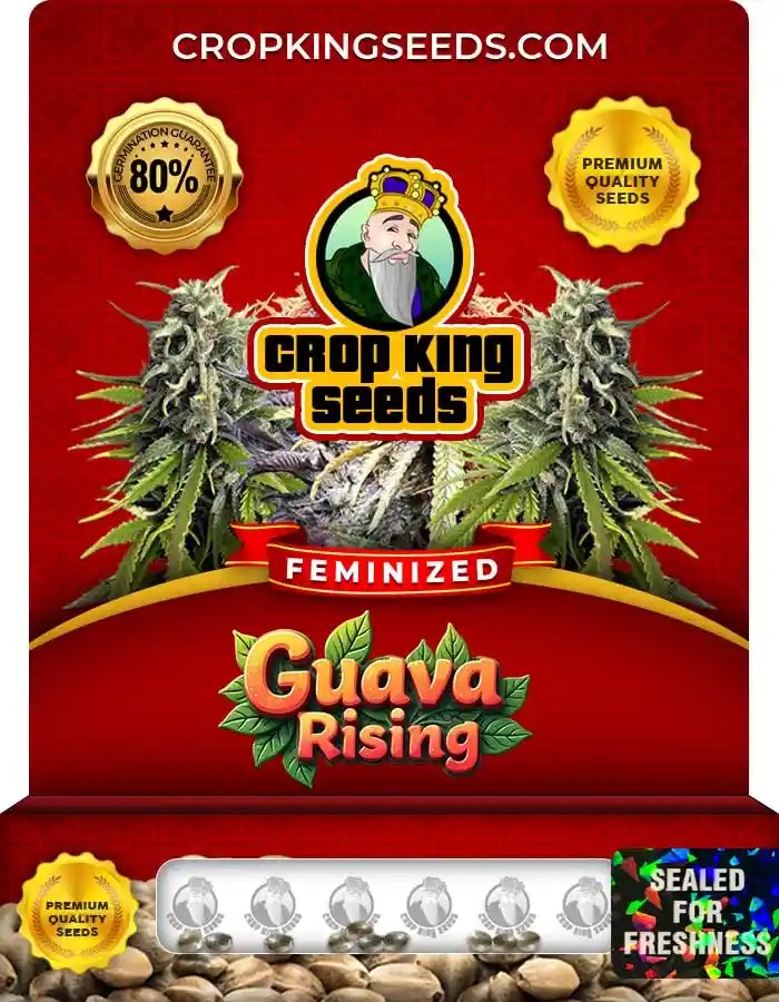 Guava Rising Strain Feminized Seeds