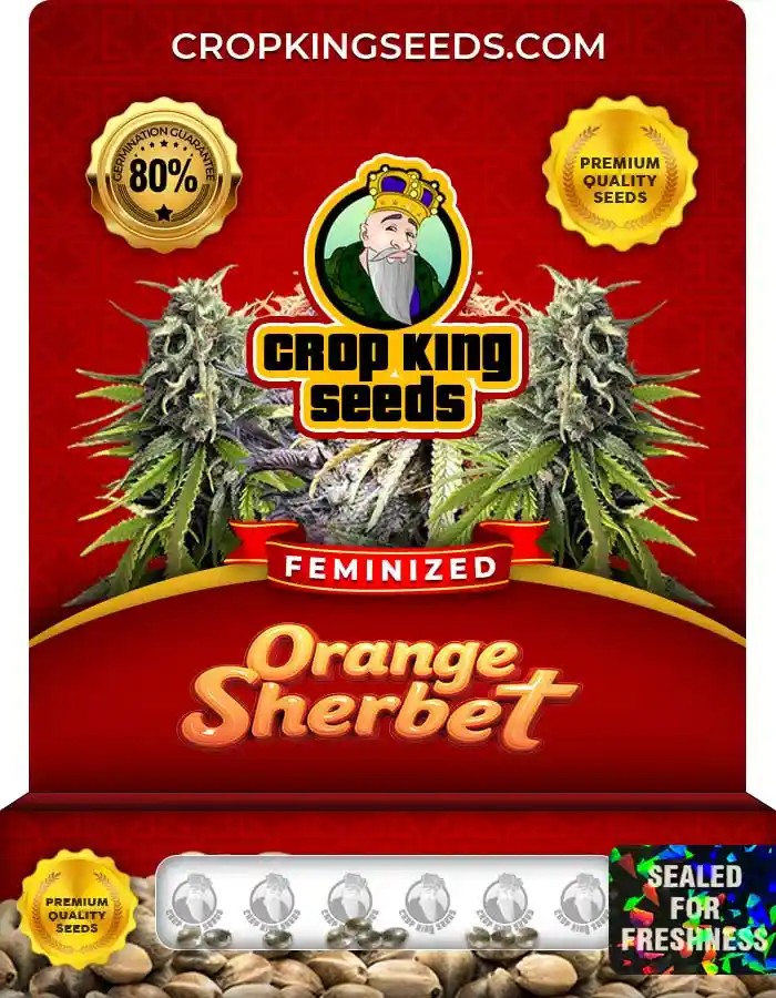 Orange Sherbet Strain Feminized Marijuana Seeds