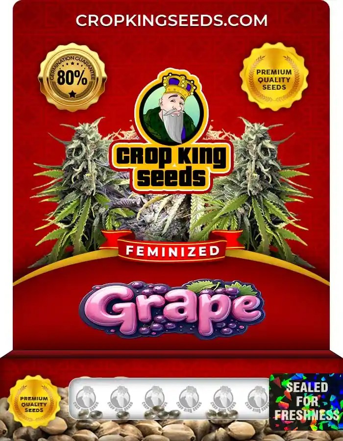 Grape Strain Feminized Marijuana Seeds