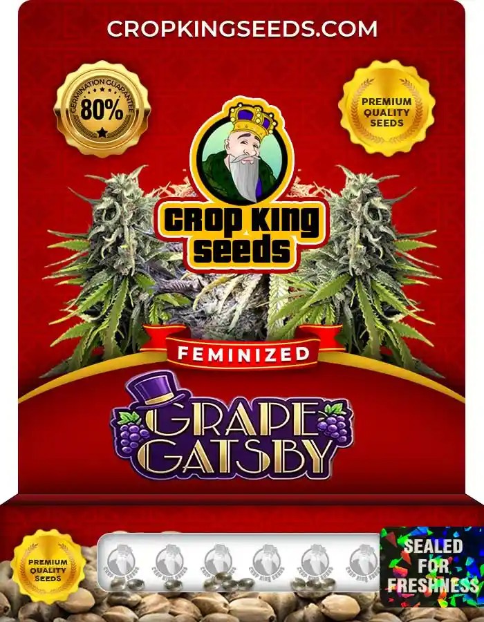 Grape Gatsby Strain Feminized Marijuana Seeds