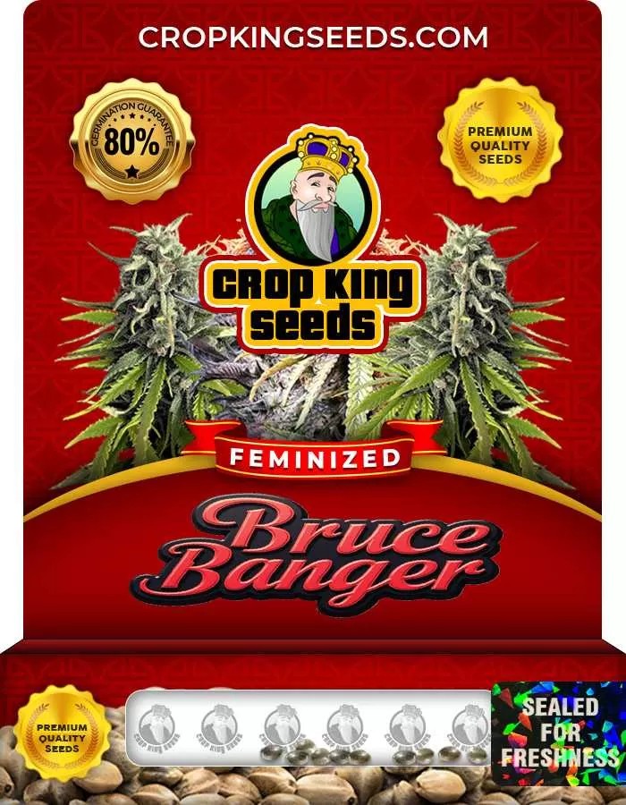 Bruce Banger Feminized Seeds