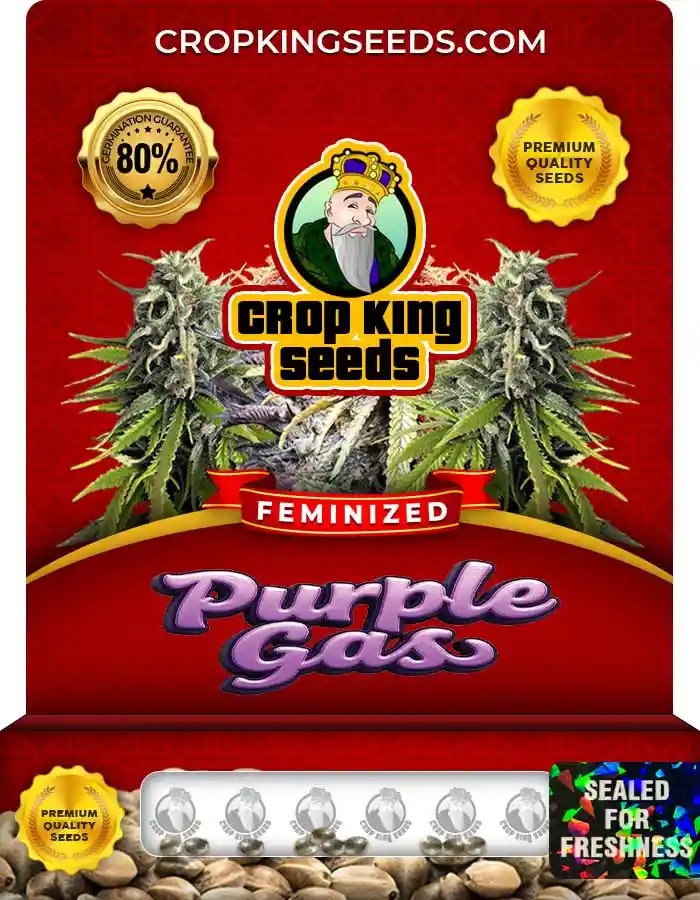Purple Gas Feminized Seeds