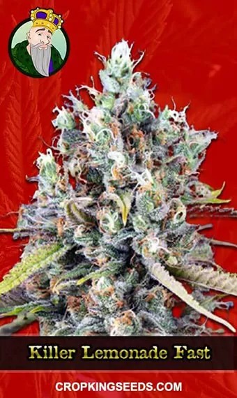Killer Lemonade Strain Autoflowering Fast Version Marijuana Seeds